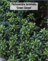 Pachysandra terminalis Green Carpet